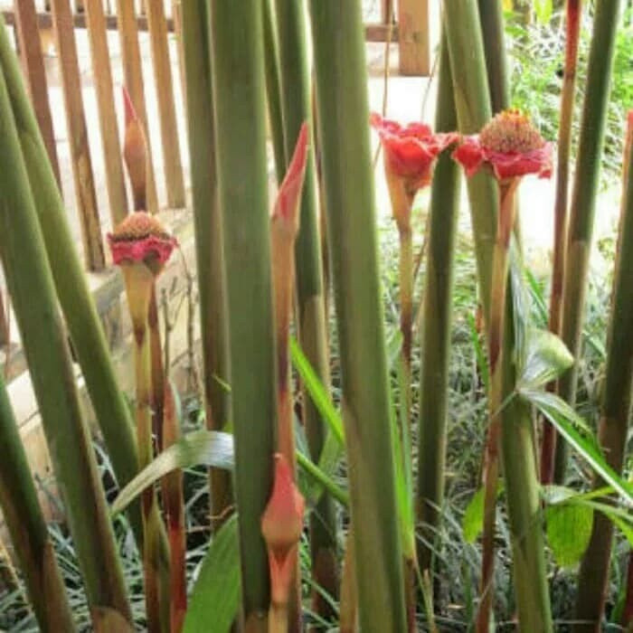 

Batang pohon honje 1kg segar - pohon kecombrang Rege_Herbal