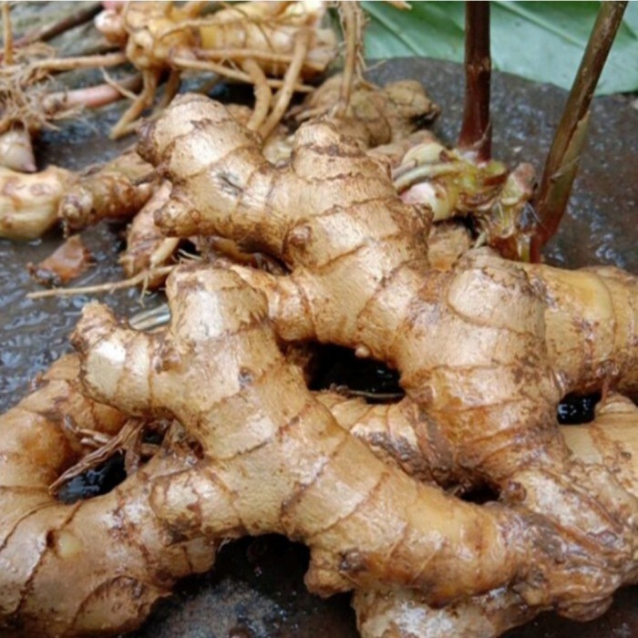 Lempuyang Emprit segar per kg