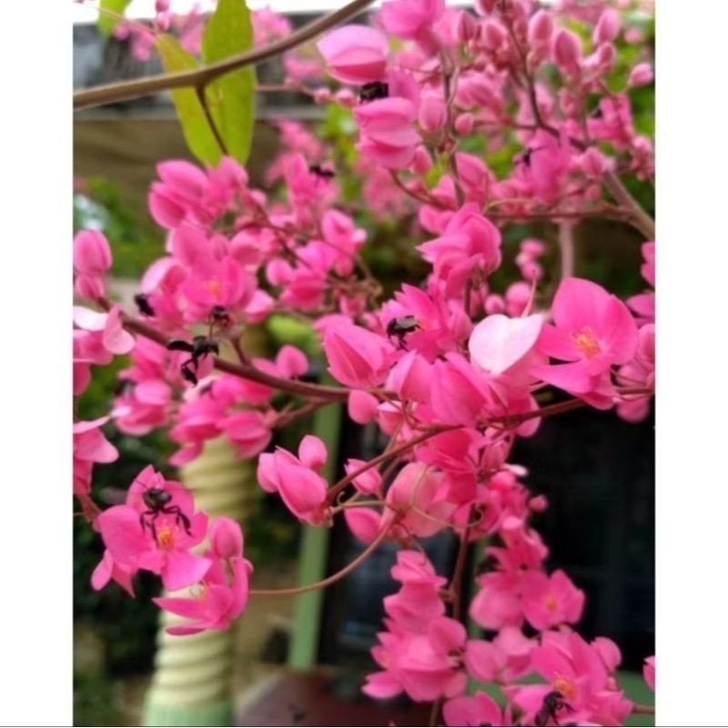 Tanaman Hias Bunga Air Mata Pengantin Sudah Turus(Menjalar)