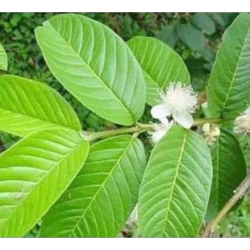 

Daun jambu biji segar,,perlembar Herbal COD