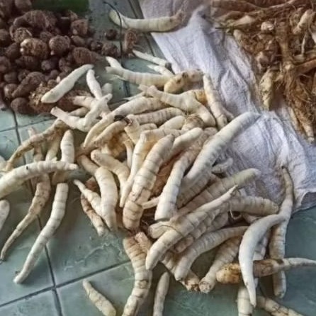 

Umbi garut kerutMuria – Solusi Alami untuk Kesehatan Lambung