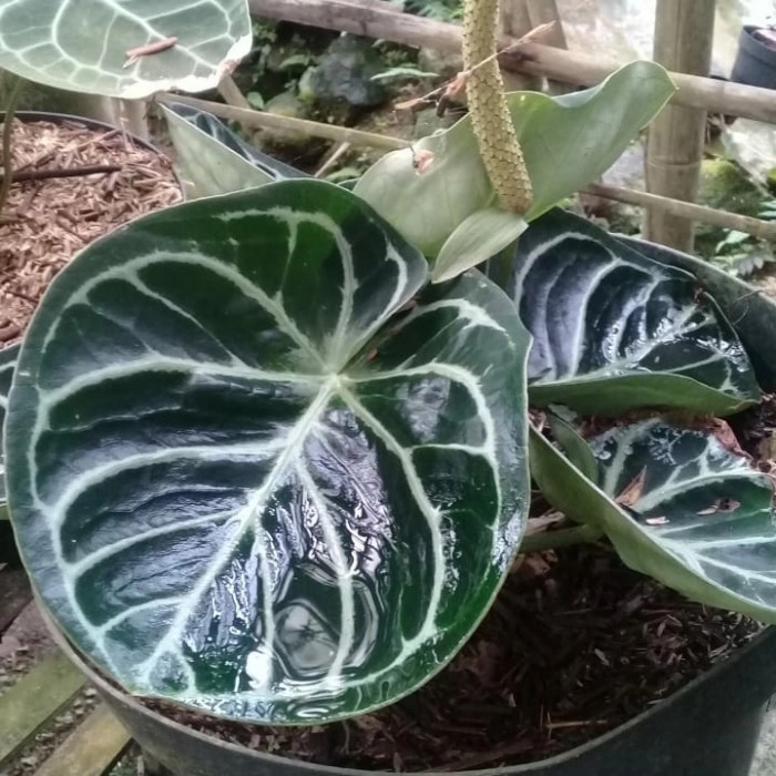 tanaman hias anthurium dorayaki ori