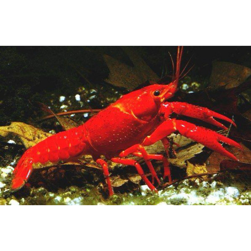 indukan lobster hias atau lobster merah