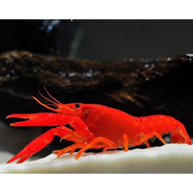 lobster hias air tawar