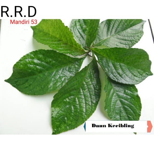 

Ready Daun keji beling atau pecah beling 100gram siap petik non pestiisiida