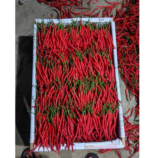 

Paket CMK Cabe Merah Keriting 1kg