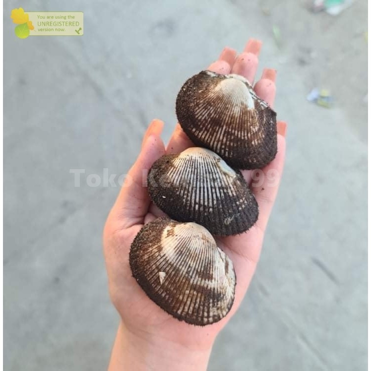 

Kerang Bulu Segar 1Kg kerang Bulu Utuh