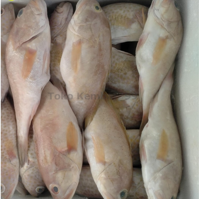 

Ikan Kerapu Segar 1Kg Ikan Kerapu Susu Grouper Fish