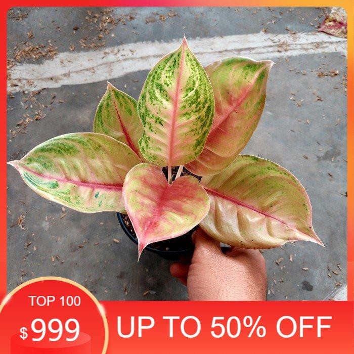 Aglonema Jameela Jackpot - Aglo - Aglonema Murah