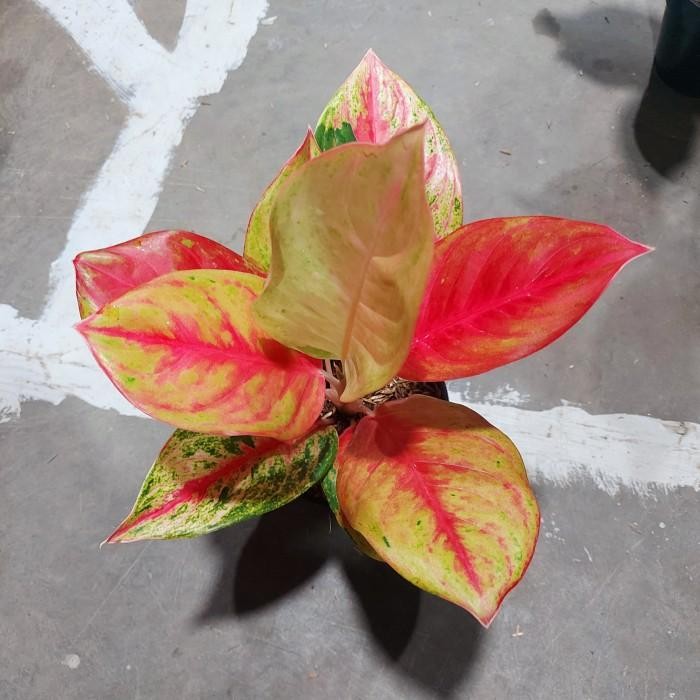 Aglonema Red Exotic - Aglonema - Aglonema PROMO MURAH