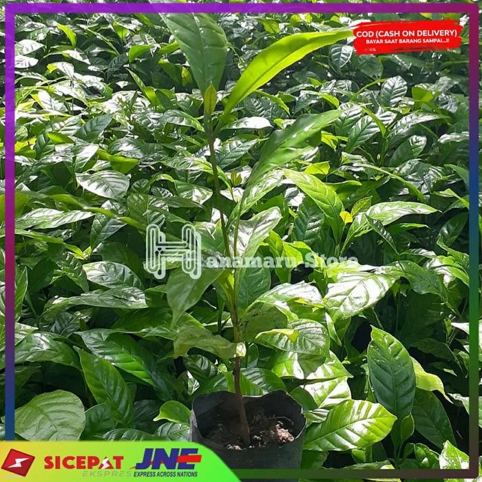 Bibit Tanaman Kopi Arabica l Kopi Unggul l Bibit Kopi Berkualitas