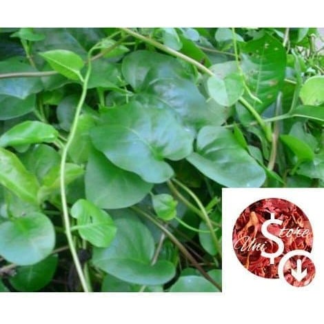 daun binahong daun piahong herbal patah tulang