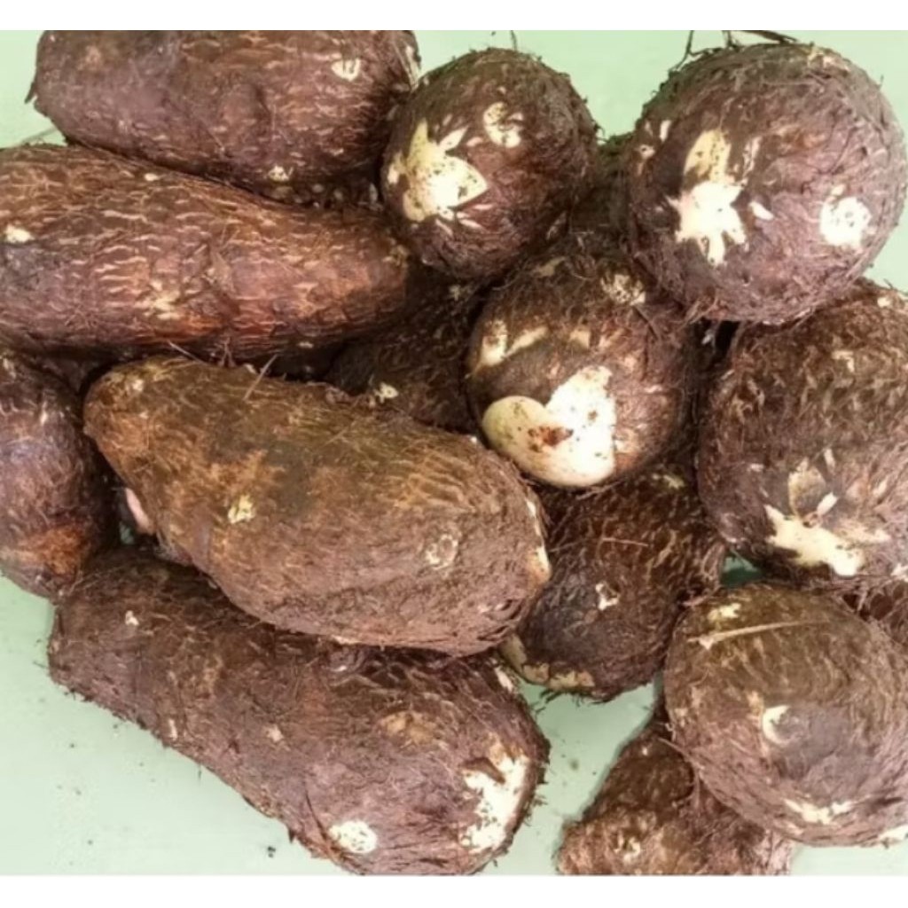 

talas kimpul/talas gajah 1kg fres