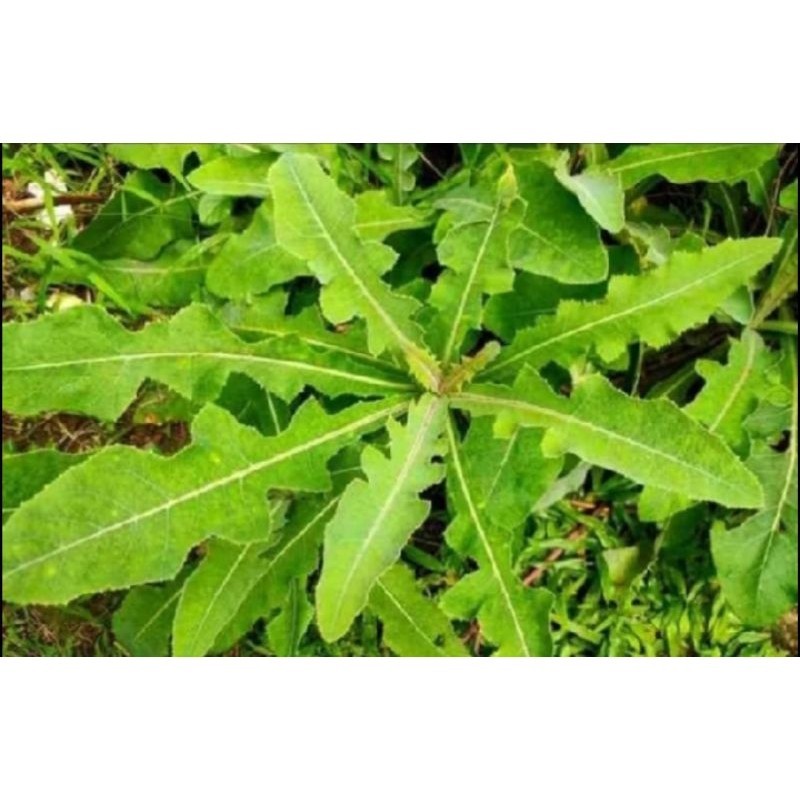 

1kg daun tempuyung segar menjaga tekanan darah