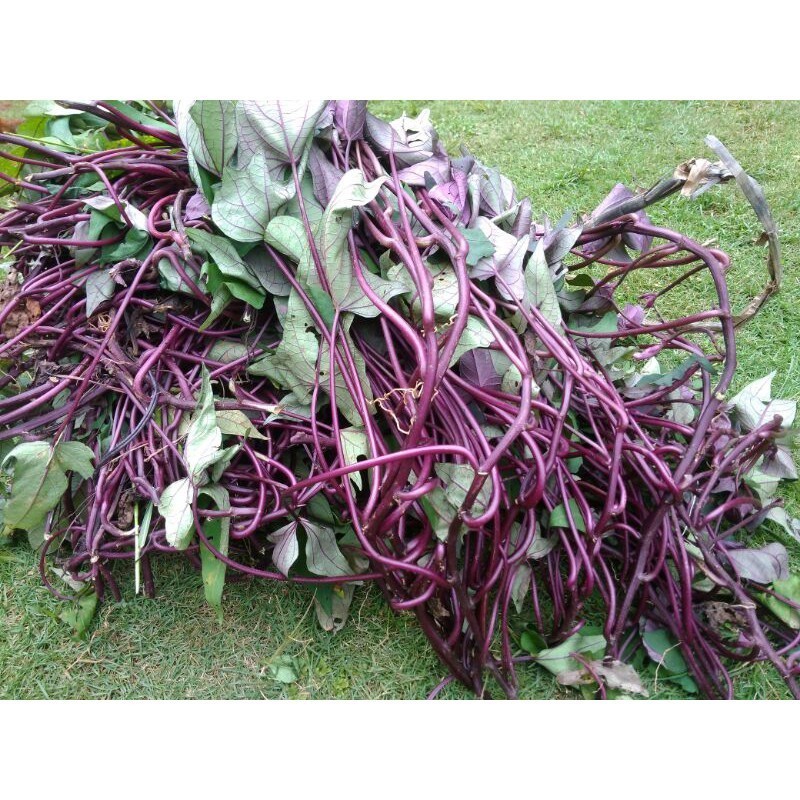 Daun umbi jalar ubi jalar umbi atau ubi ungu segar 200 gram ... "" " ""