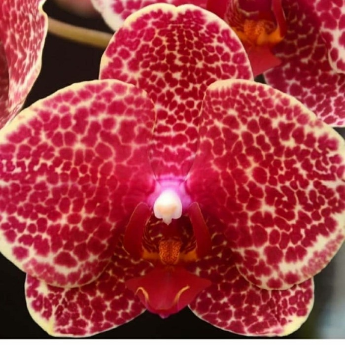 anggrek bulan spike red /merah cabai terang