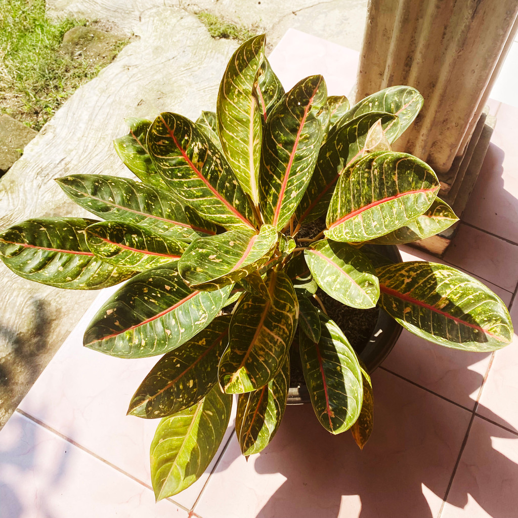 Aglonema Donacarmen, Corak Hijau - Merah, Tanaman Hias Hidup dan Sehat