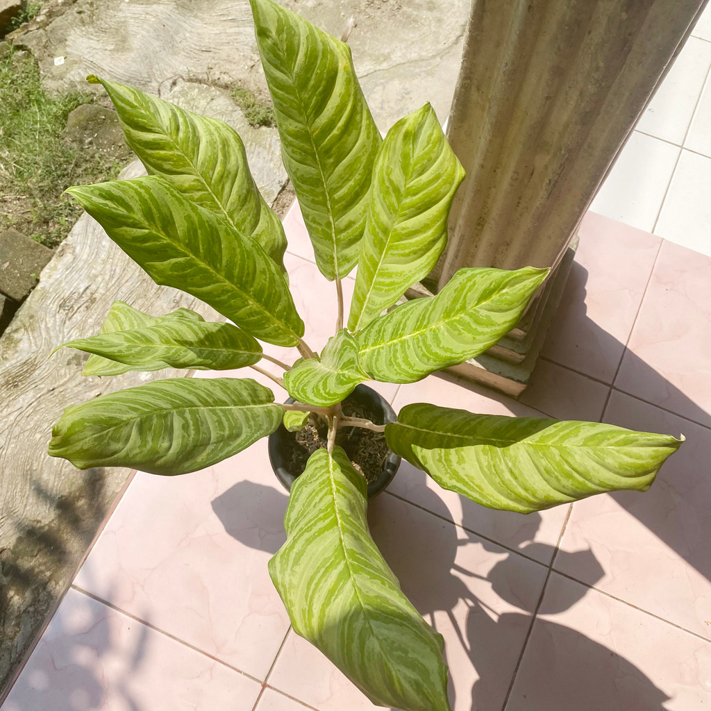 Aglonema Cripsum, Corak Hijau - Putih, Tanaman Hias Hidup dan Sehat