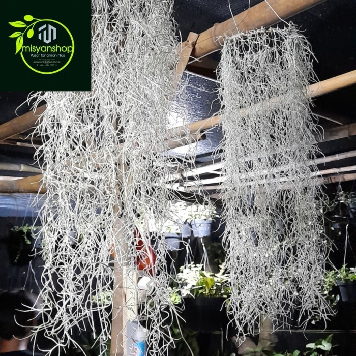 Tanaman hias/Spanish Moss/ Jenggot Musa/ Jenggot Dewa Tanaman hias hidup