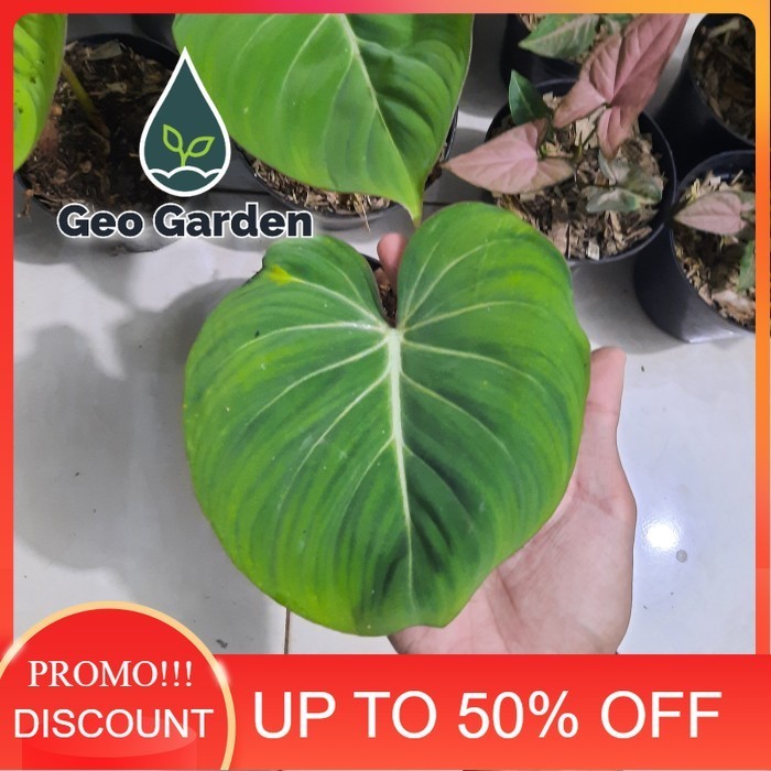PHILODENDRON GLORIOSUM tanaman hias philo gloriosum