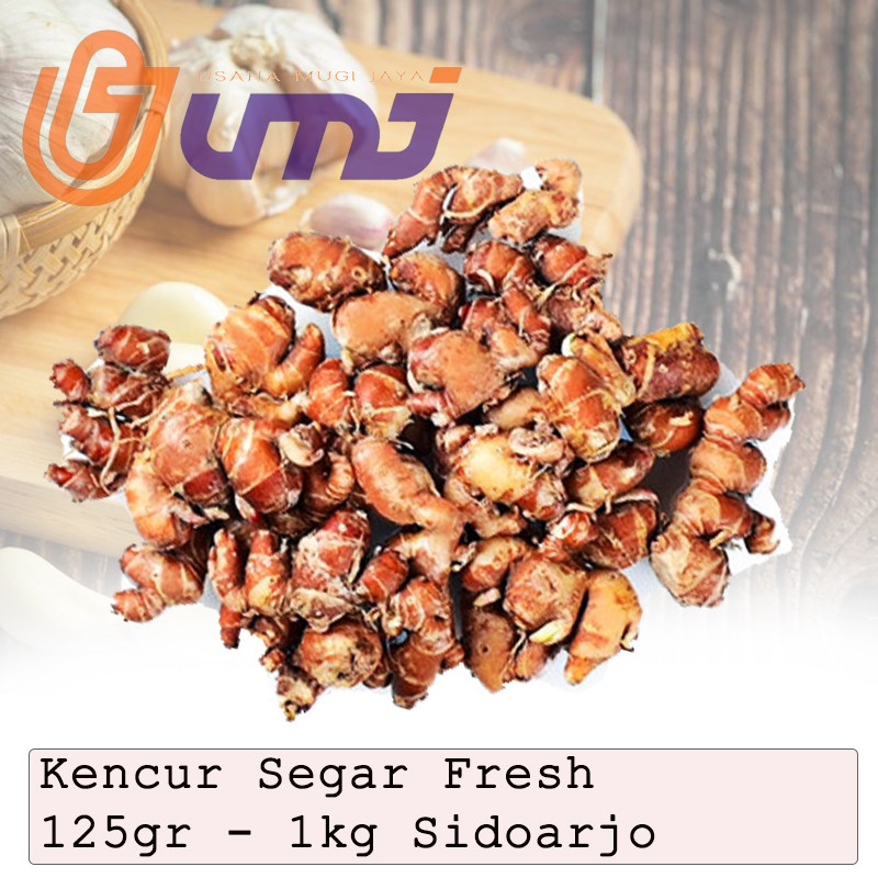 

UMJ Kencur Segar Fresh Asli Bisa untuk Obat Tradisional 125gr - 1kg Sidoarjo