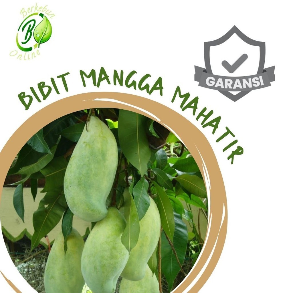 Bibit Mangga Mahatir Jumbo Cangkok Okulasi Super Jumbo Cepat Berbuah