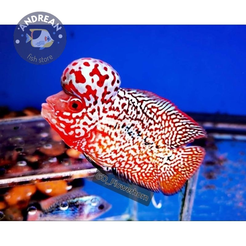 kebutuhan akuarium Burayak Louhan Kamfa F2Vip Thailand