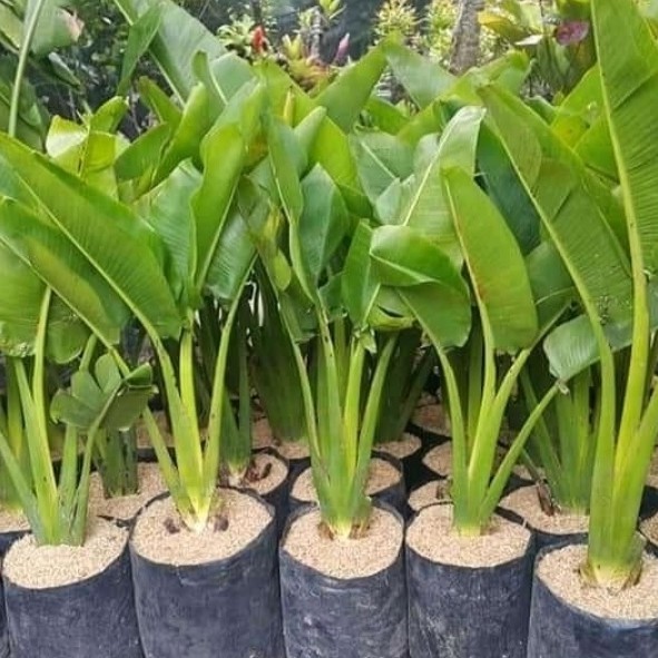 (BISA COD) Tanaman pisang kipas - bibit tanaman pisang kipas - pisang kipas