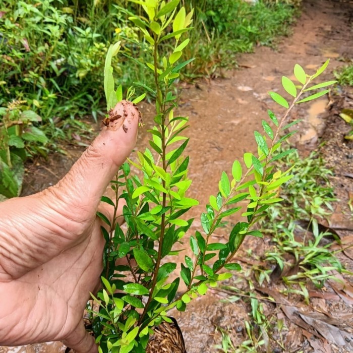 bibit tanaman cendrawasih - pohon cendrawasih - cendrawasih