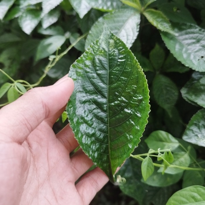 daun pecah beling herbal - daun herbal keji pecah beling hijau