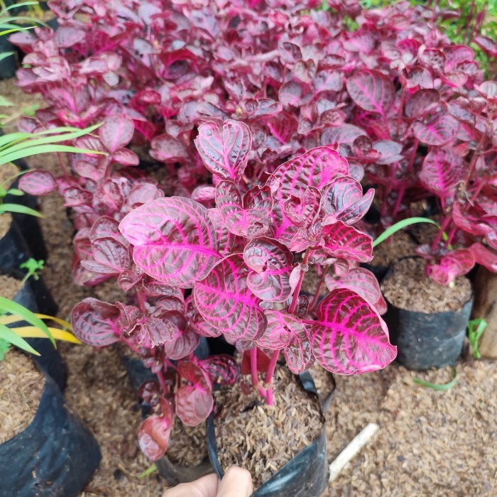 tanaman hias bayam merah - pohon bayam merah