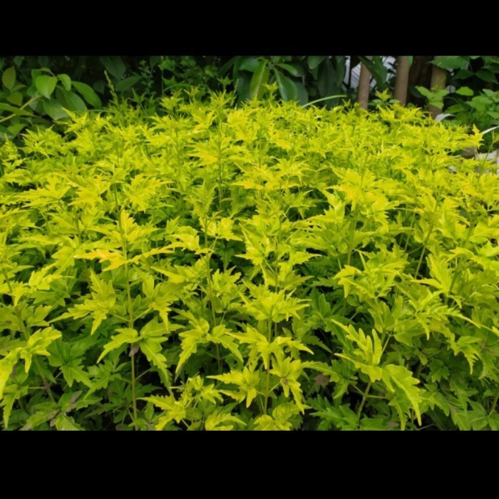 COD Bibit Tanaman Kayu Cendana Bali Asli Wangi Kualitas Unggul Terlaris Gratis Pupuk