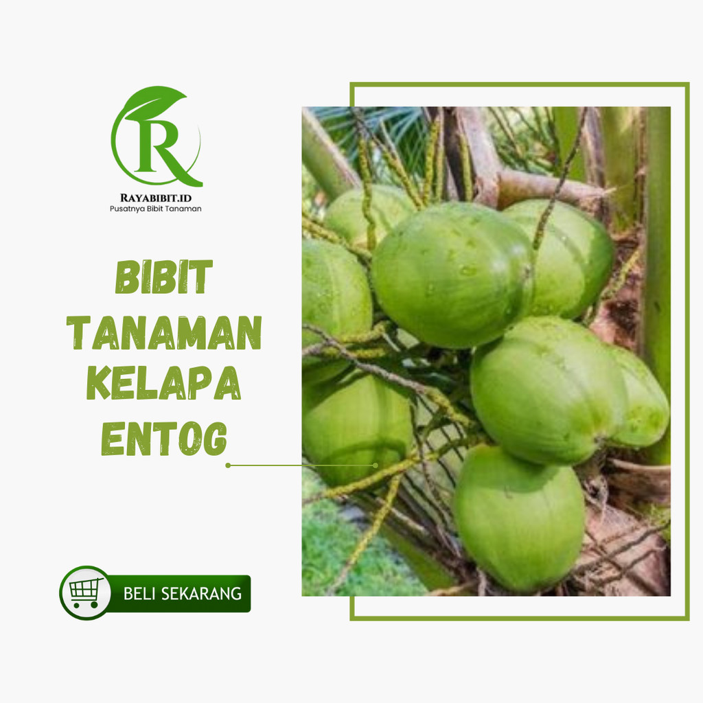 Bibit Kelapa entok entog asli tanaman hidup