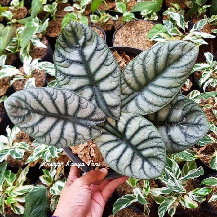 (PROMO!!!) Tanaman hias alocasia dragon silver - Alocasia silver dragon - DAUN 2 s/d 3