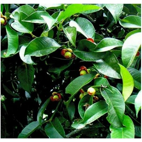 

DAUN MANGGIS SEGAR 1KG MURAH TERBAIK OBAT HERBAL OBAT TRADISIONAL OBAT ALAMI DIPETIK LANGSUNG SAAT ORDERAN MASUK