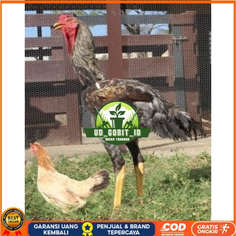 

TELUR AYAM AHMAD GIGANTE UNTUK DI TETASKAN UD_GOBIT_ID