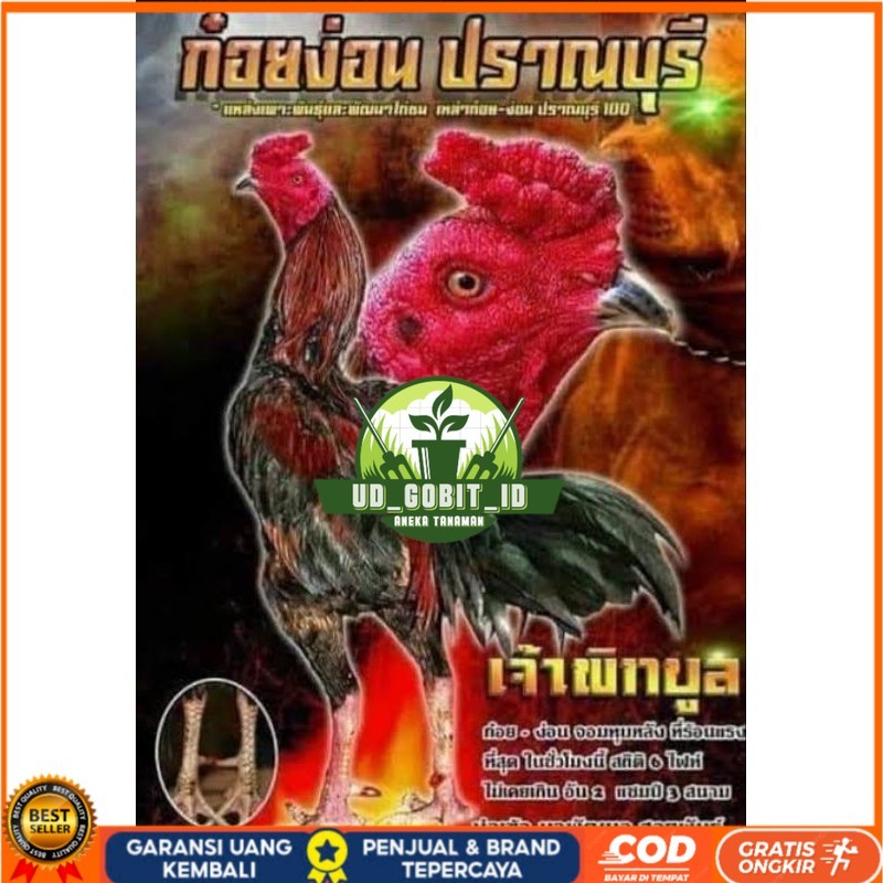 

Telur fertil ayam pakhoy trah pitt bull / COD UD_GOBIT_ID