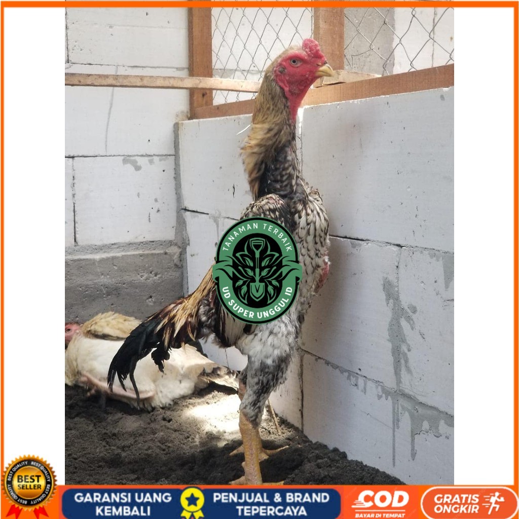 

Telur ayam bangkok shamo jepang / ayam petarung aduan untuk ditetaskan UD_SUPER_UNGGUL_ID