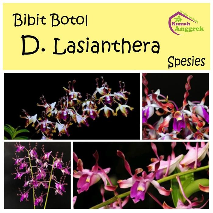 Bibit Botol Dendrobium Lasianthera Spesies Anggrek Strawberry papua
