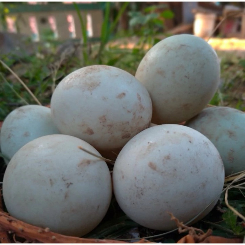

Telur bebek mentah tawar fresh