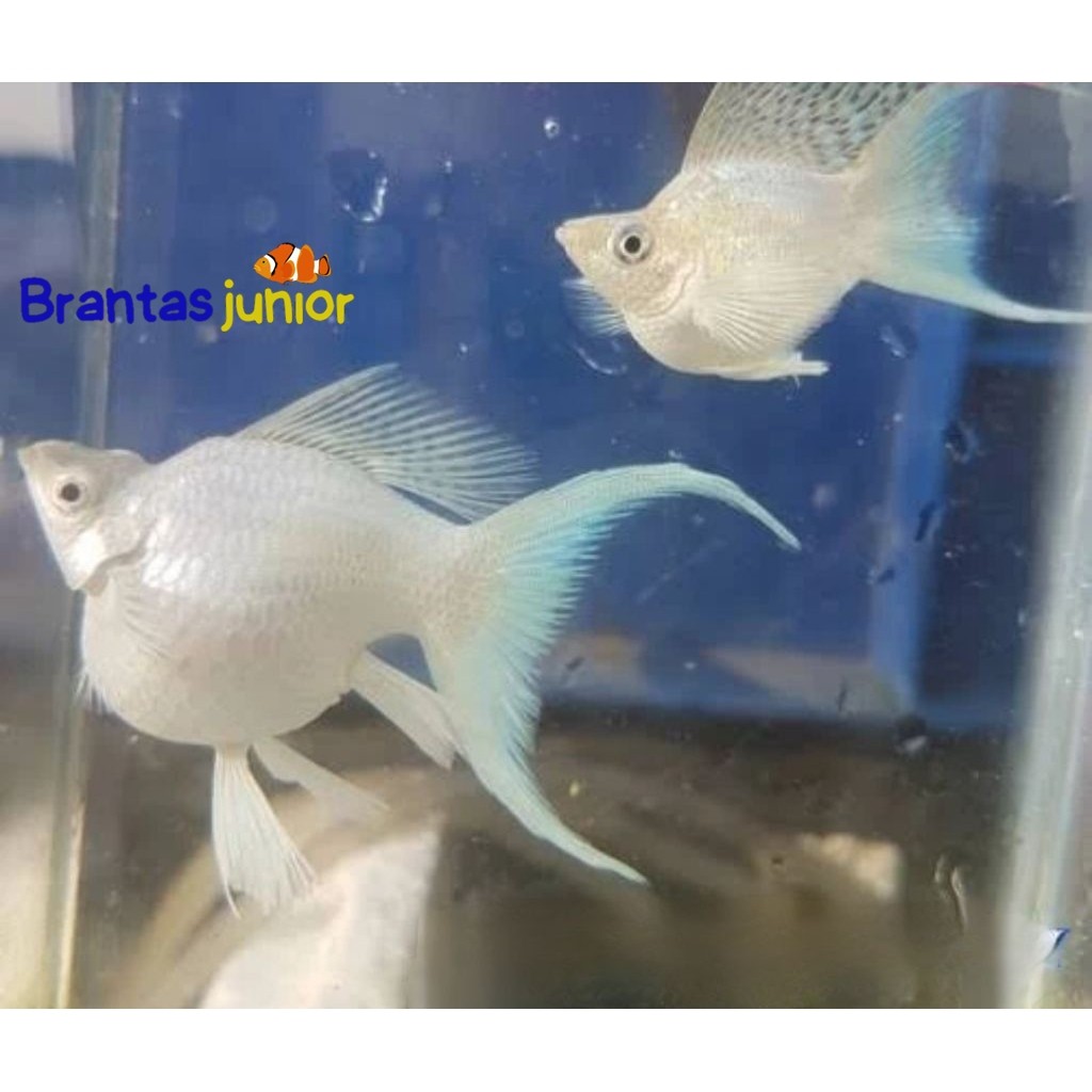 hiasan aquascape dan aquarium molly platinum cawang balon jumbo, besar, gede maximal