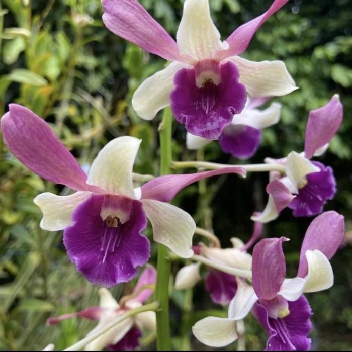 Tanaman Hias Anggrek dendrobium Variasi ID1- ID 10 / Bunga Hidup Anggrek dendrobium - ID01