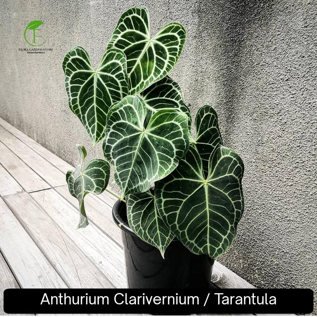 Tanaman Hias Anthurium Clarivernium Tarantula - Anthurium Tarantula Kuping Gajah
