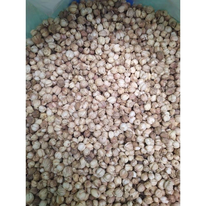

kapulaga kering 1kg kapologo jawa kapol original murah