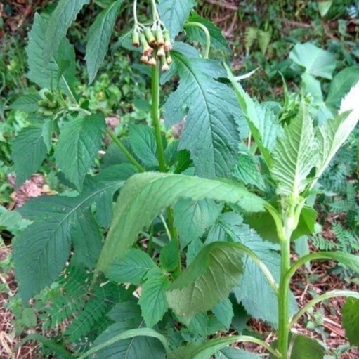 

New Promo Daun sintrong segar 250gr fresh Lembur_kuring