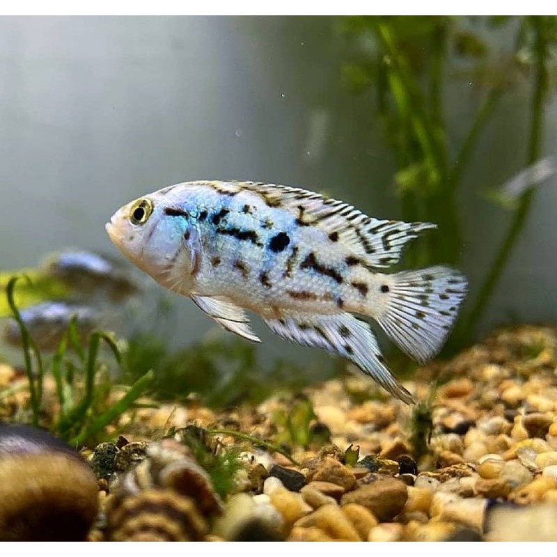 Blue Jack Dempsey ( Cichlid ) Ikan BJD ciklit