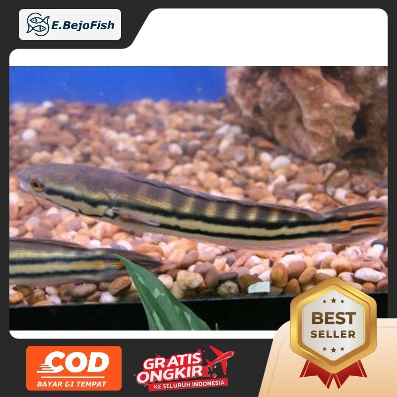 Hiasan hiasan gabus Toman 15-17cm