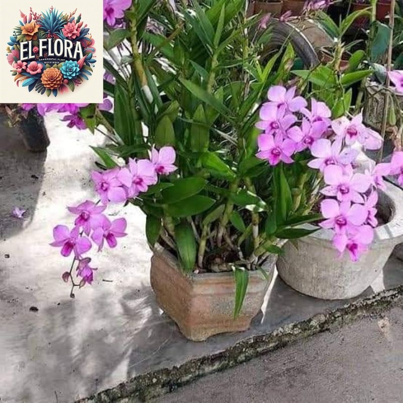 Anggrek Dendrobium Larat Dewasa Segar