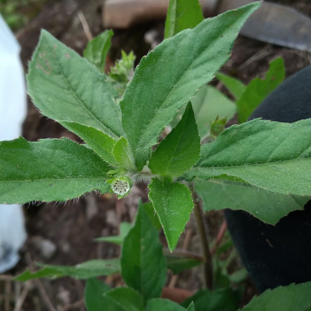 

daun urang aring segar