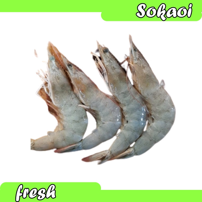 

IKAN UDANG SIZE 5O BERAT 500 GR